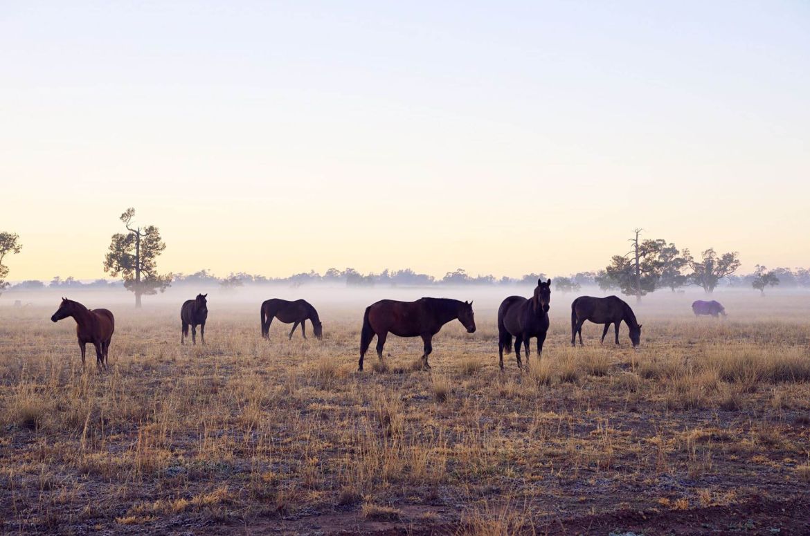 horses in field with sunset