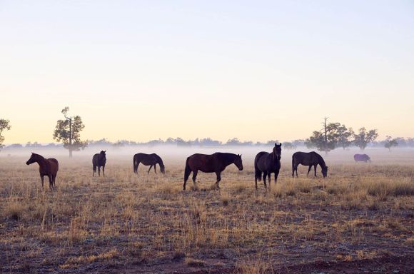 horses in field with sunset
