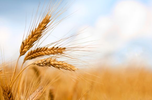 Close up of ripe wheat ears
