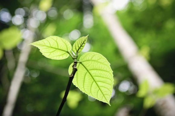 Small sapling and rainforest trees