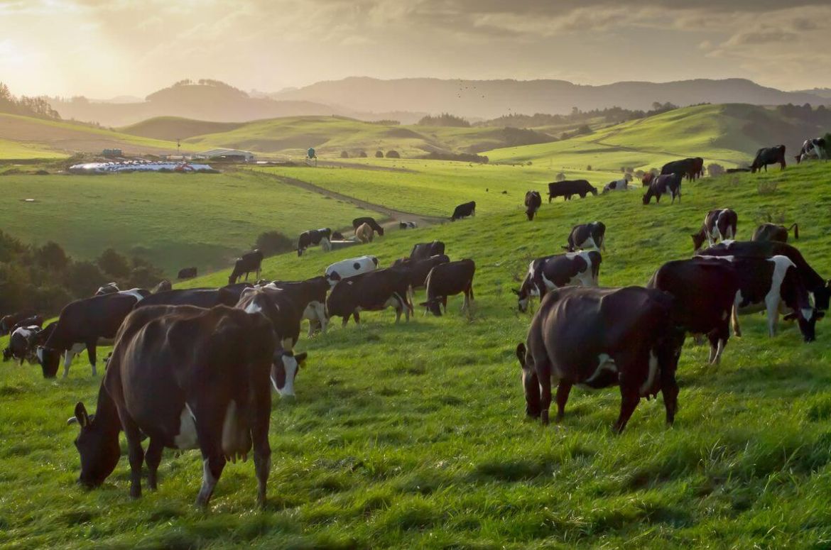 cows during sunset in new zealand countryside