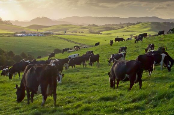 cows during sunset in new zealand countryside