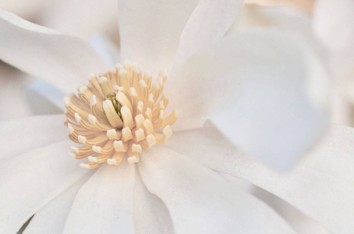 Close up view of Star Magnolia