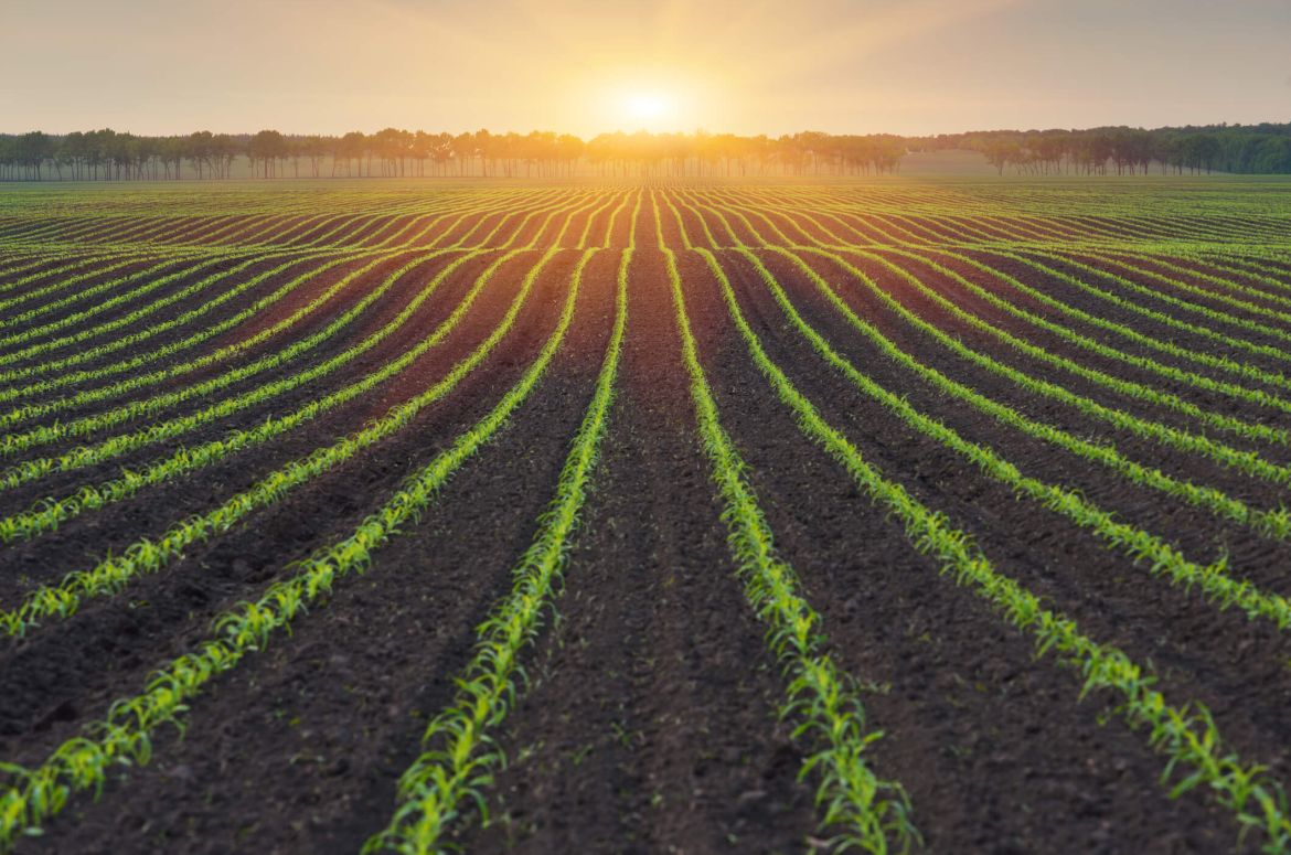 Scenic agriculture farm with sunset 1