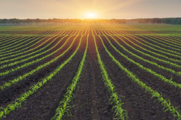 Scenic agriculture farm with sunset 1