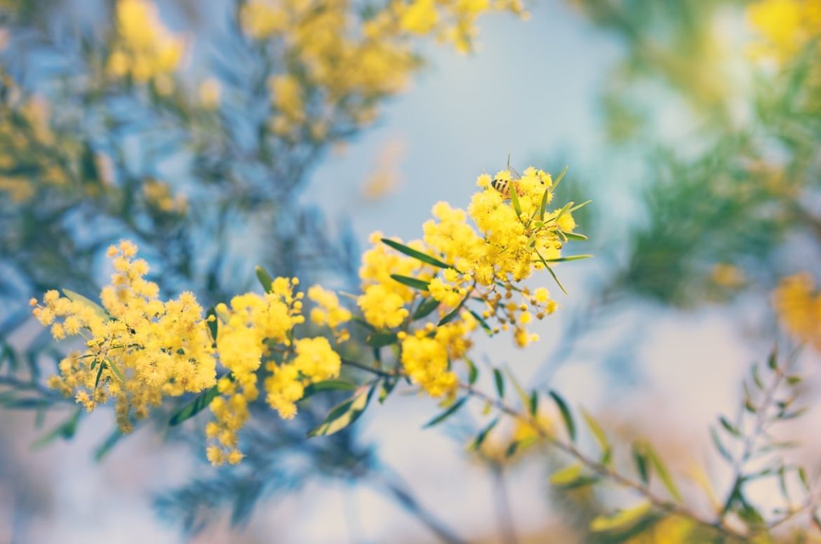 Wattle