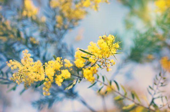 Wattle