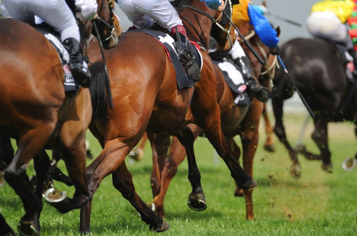 A field of horses and jockeys during a race
